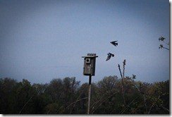IMG_1960