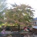 View album View album