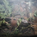 View album