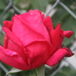 View album