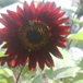 View album