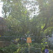 View album
