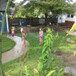 View album