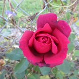 View album