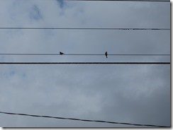 IMG_1787