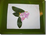 DSCN4036